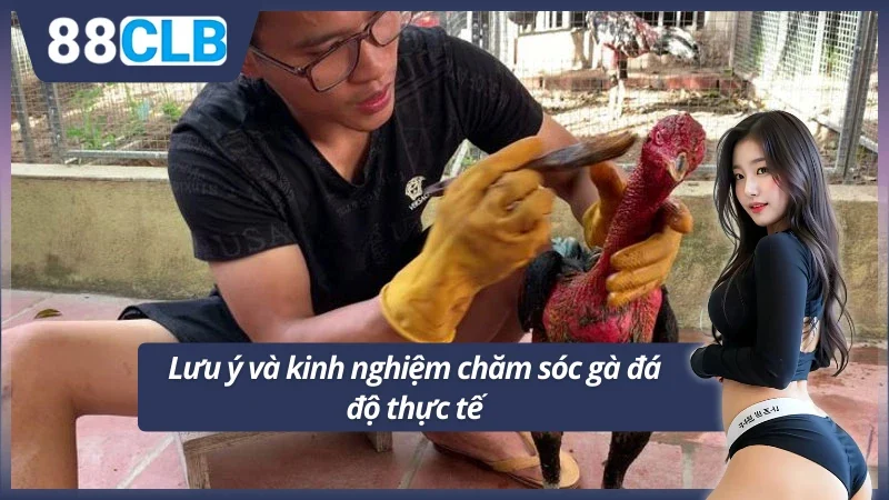 Chia sẻ thực tế từ các người chơi lâu năm tại 88CLB