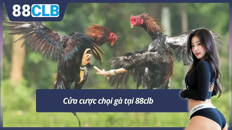 3 cửa cược đá gà 88clb cơ bản