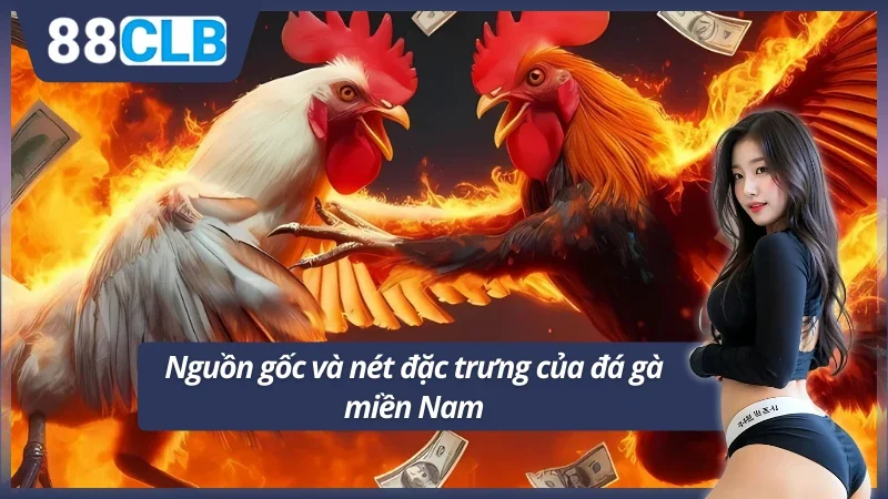 Vẻ đẹp riêng của đá gà ở Nam Bộ 